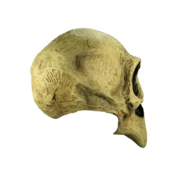 Clearance Máscara Cráneo De Cuervo Talla Única Máscaras Terror Y Carnaval